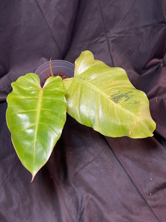 Philodendron Variegated Snowdrift