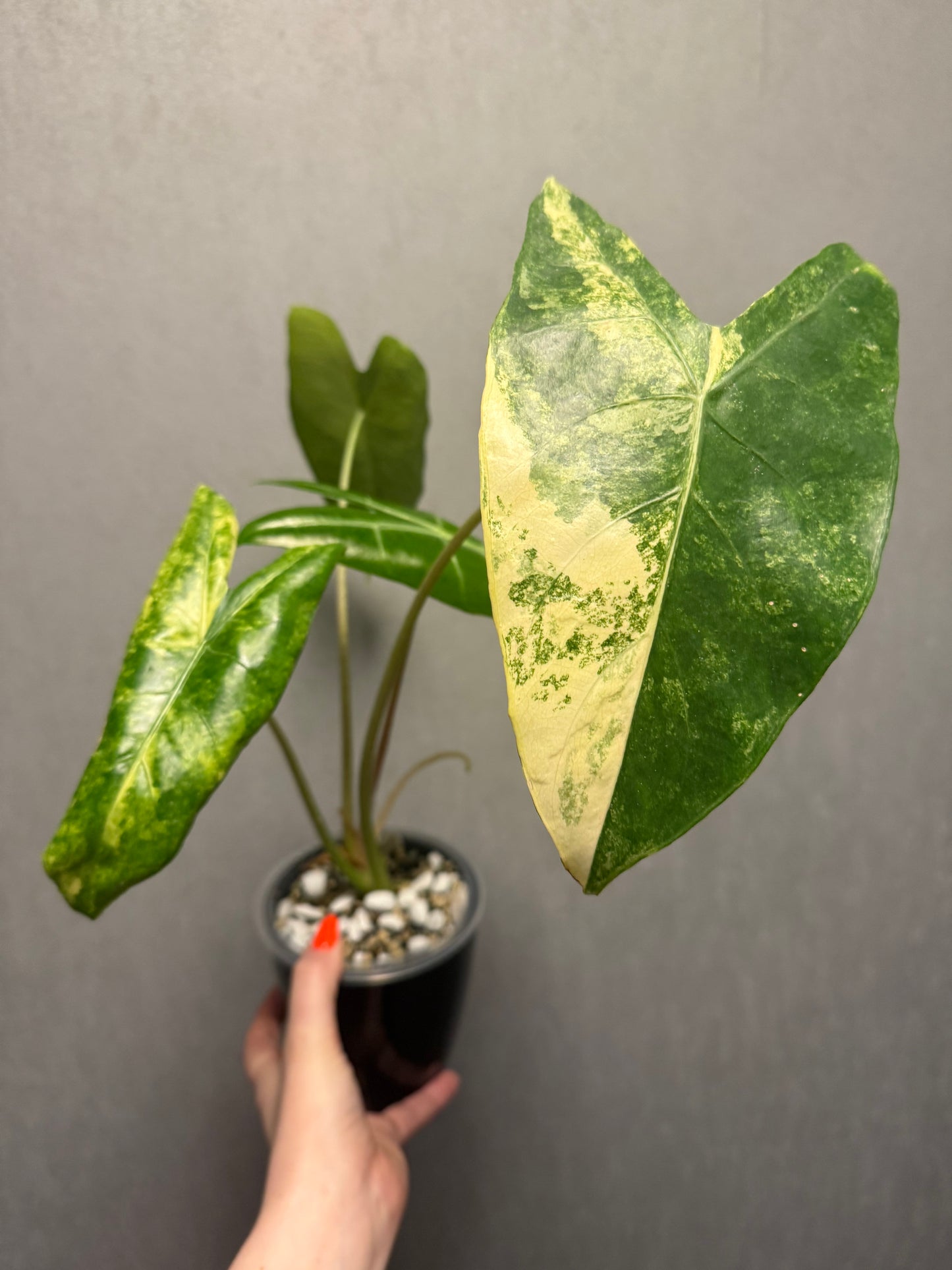 Alocasia Longiloba Albo Pink Back x Pink Dragon Aurea