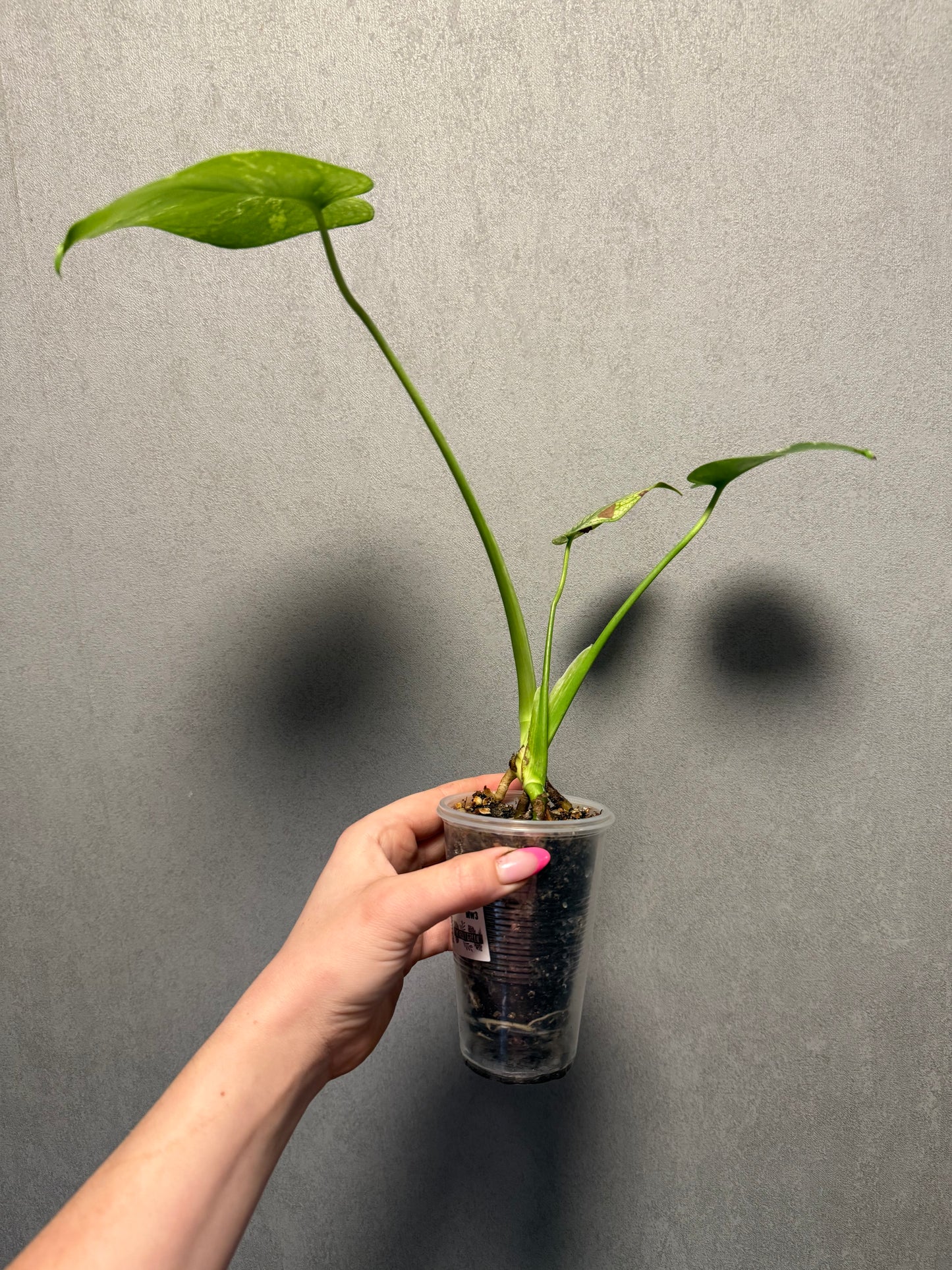 Monstera Mint ‘White Monster’