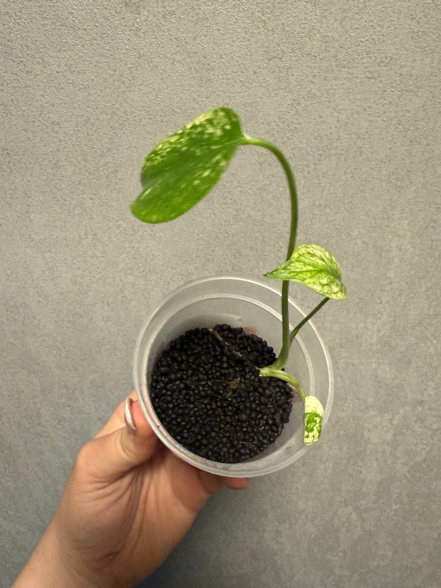 Monstera Mint “White Monster” Large Form