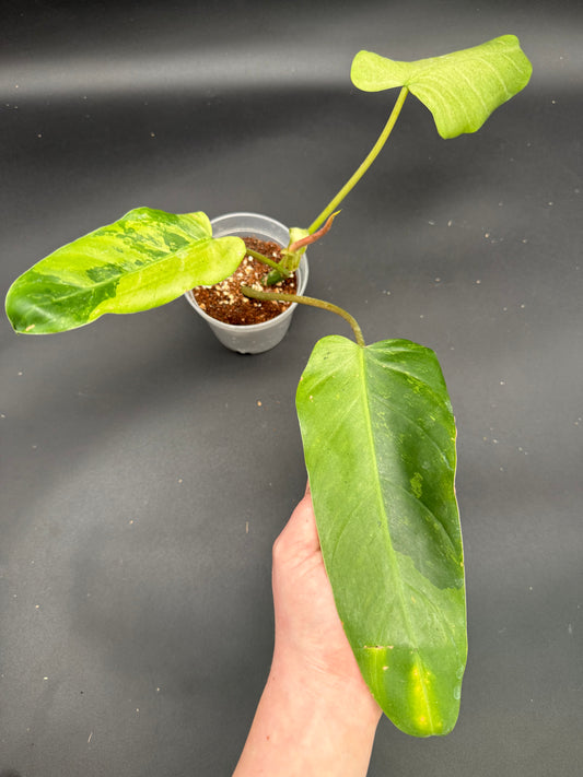 Philodendron Whipple Way Mint