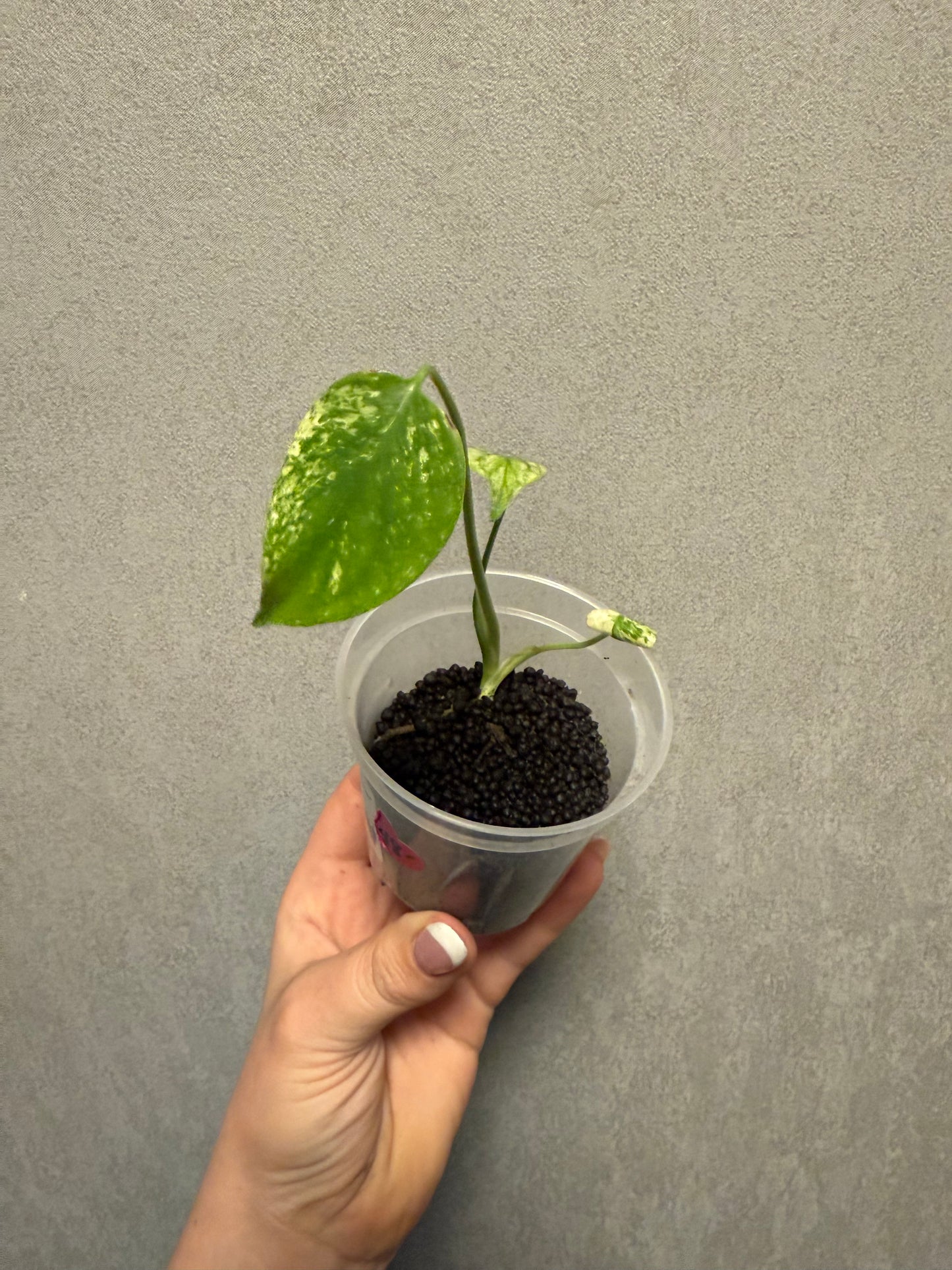 Monstera Mint “White Monster” Large Form