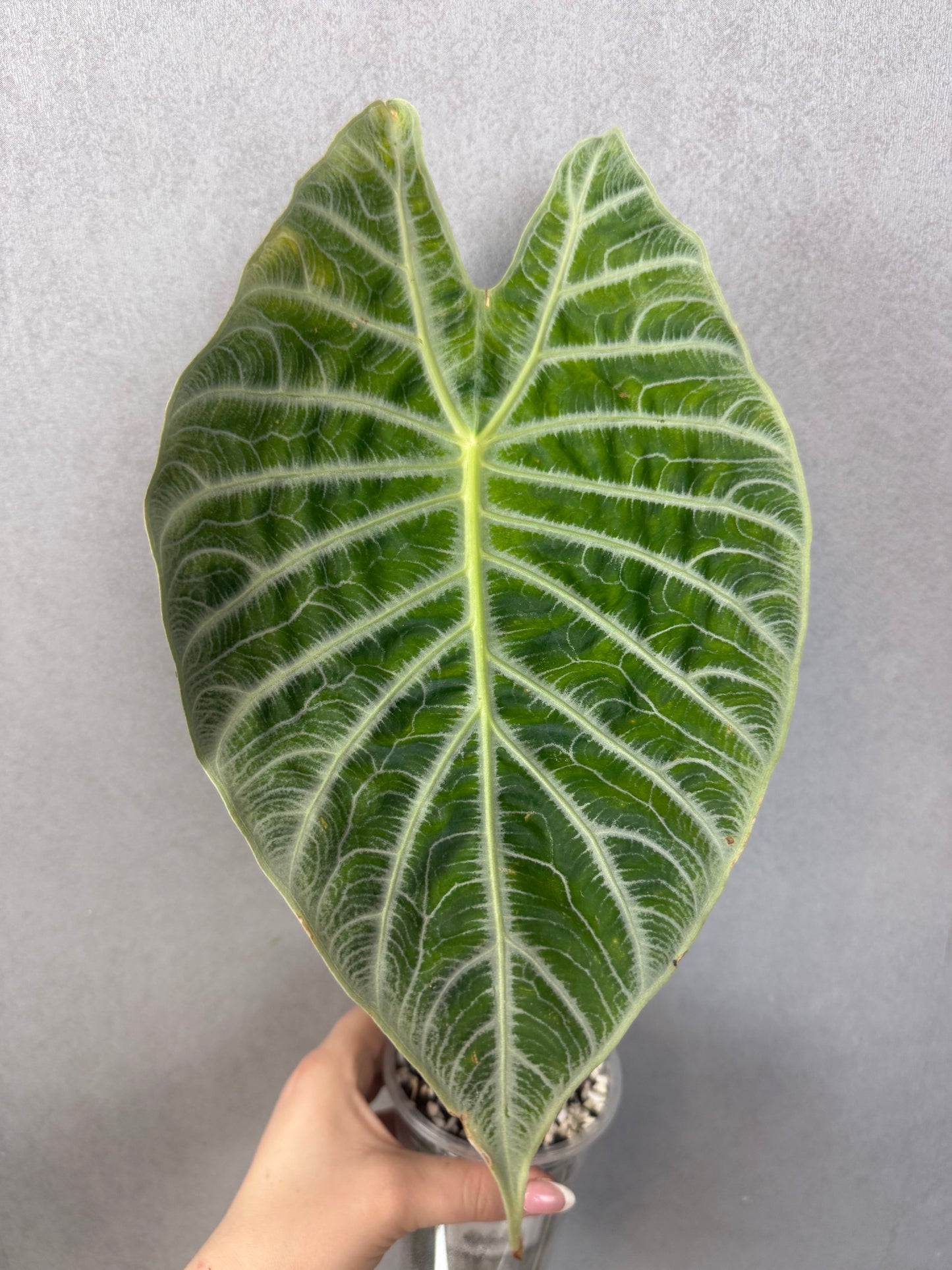Alocasia Watsoniana Lightning (Non-TC)