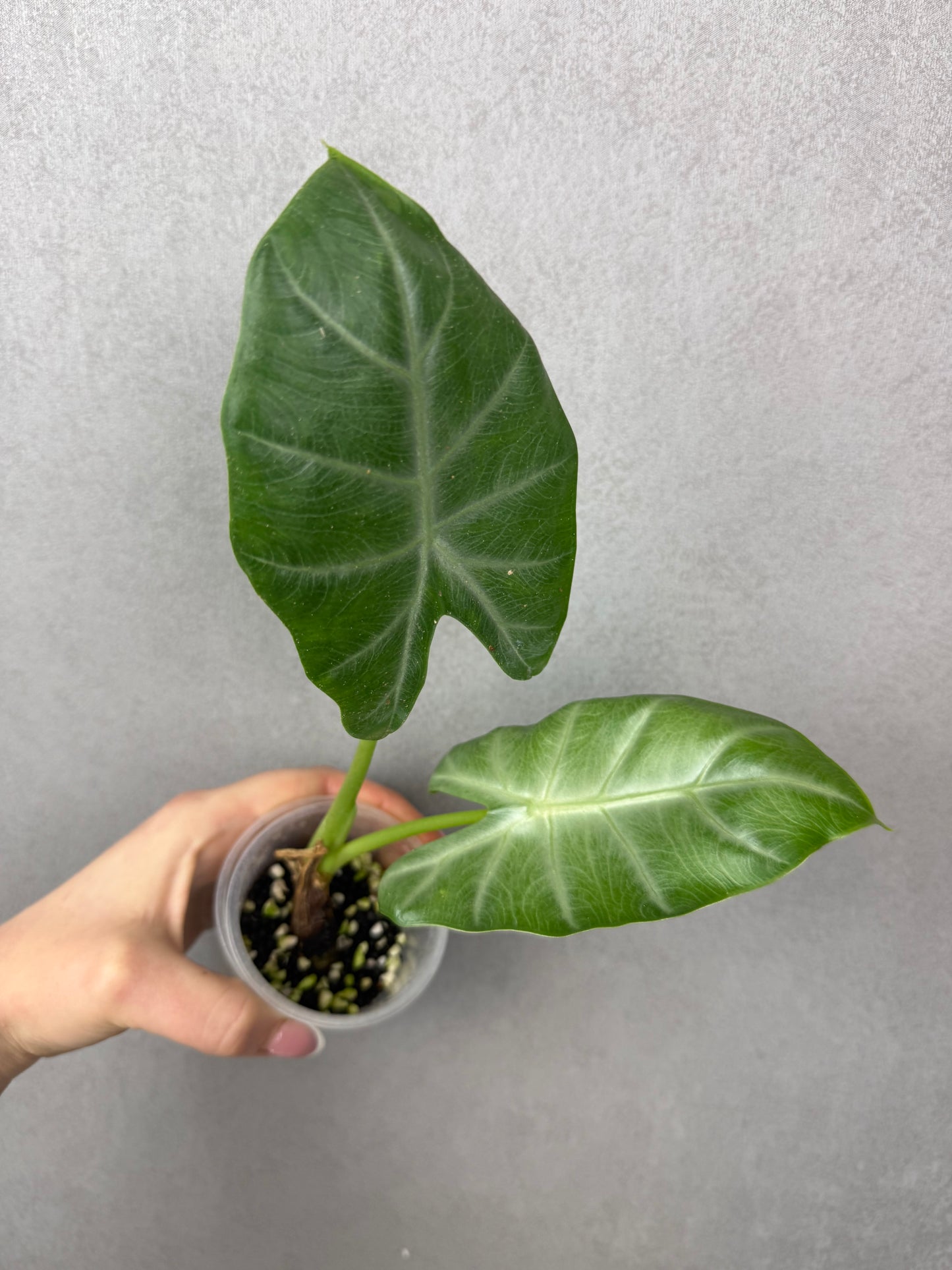 Alocasia Cadieri Silver