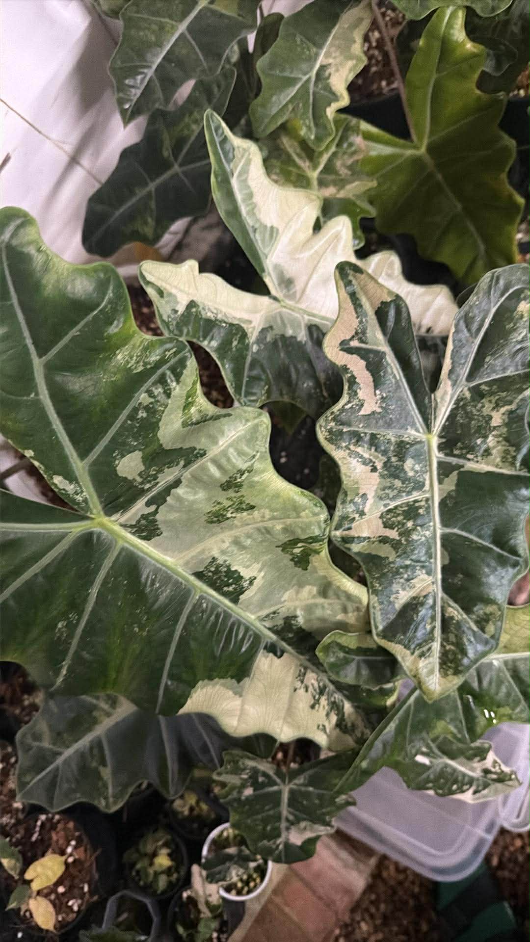 Alocasia Psuedo Sanderiana Pink Corm