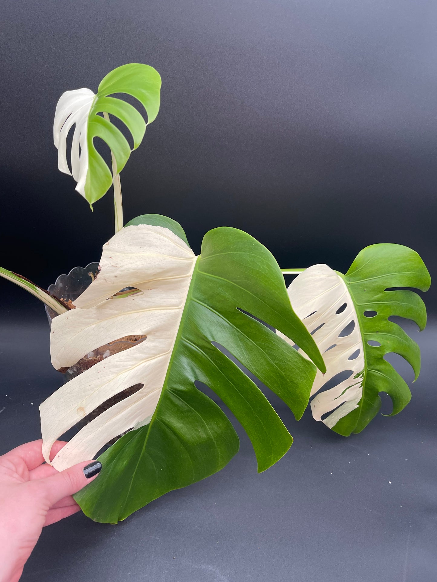 Monstera Albo