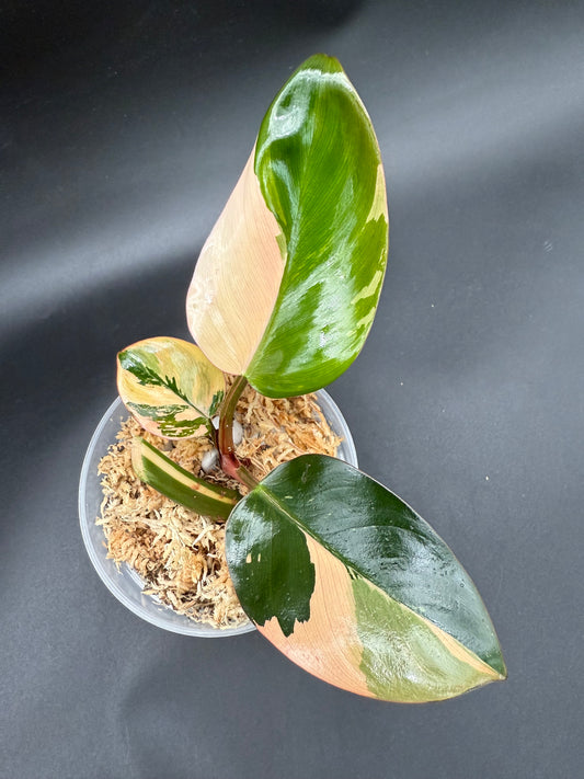 Philodendron Red Congo Variegated