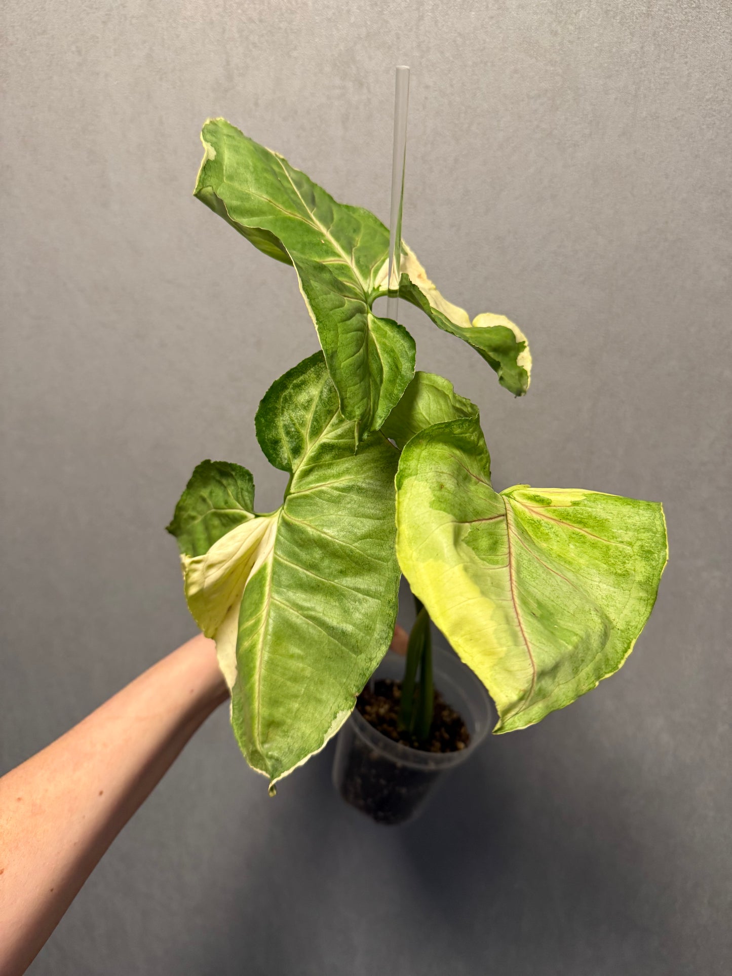 Monstera Mint ‘White Monster’