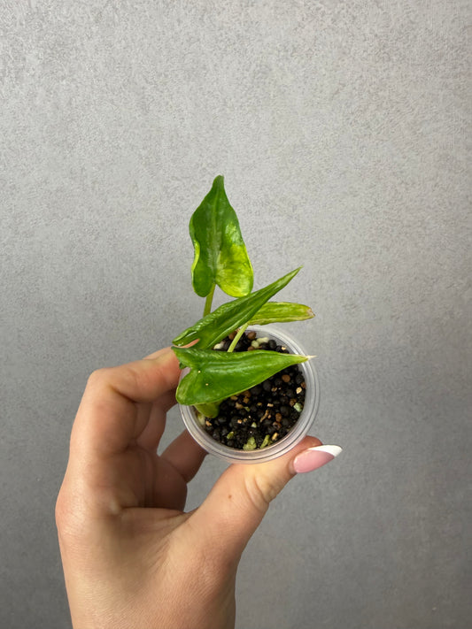 Alocasia Shock Treatment Aurea
