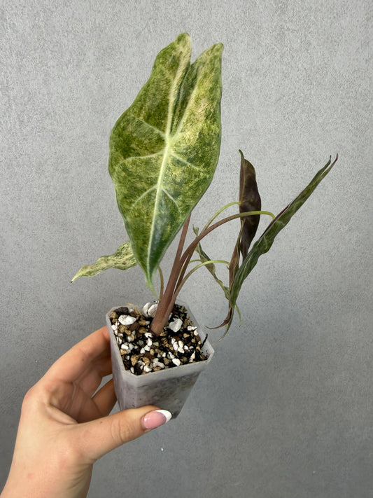Alocasia Black Satun Stardust