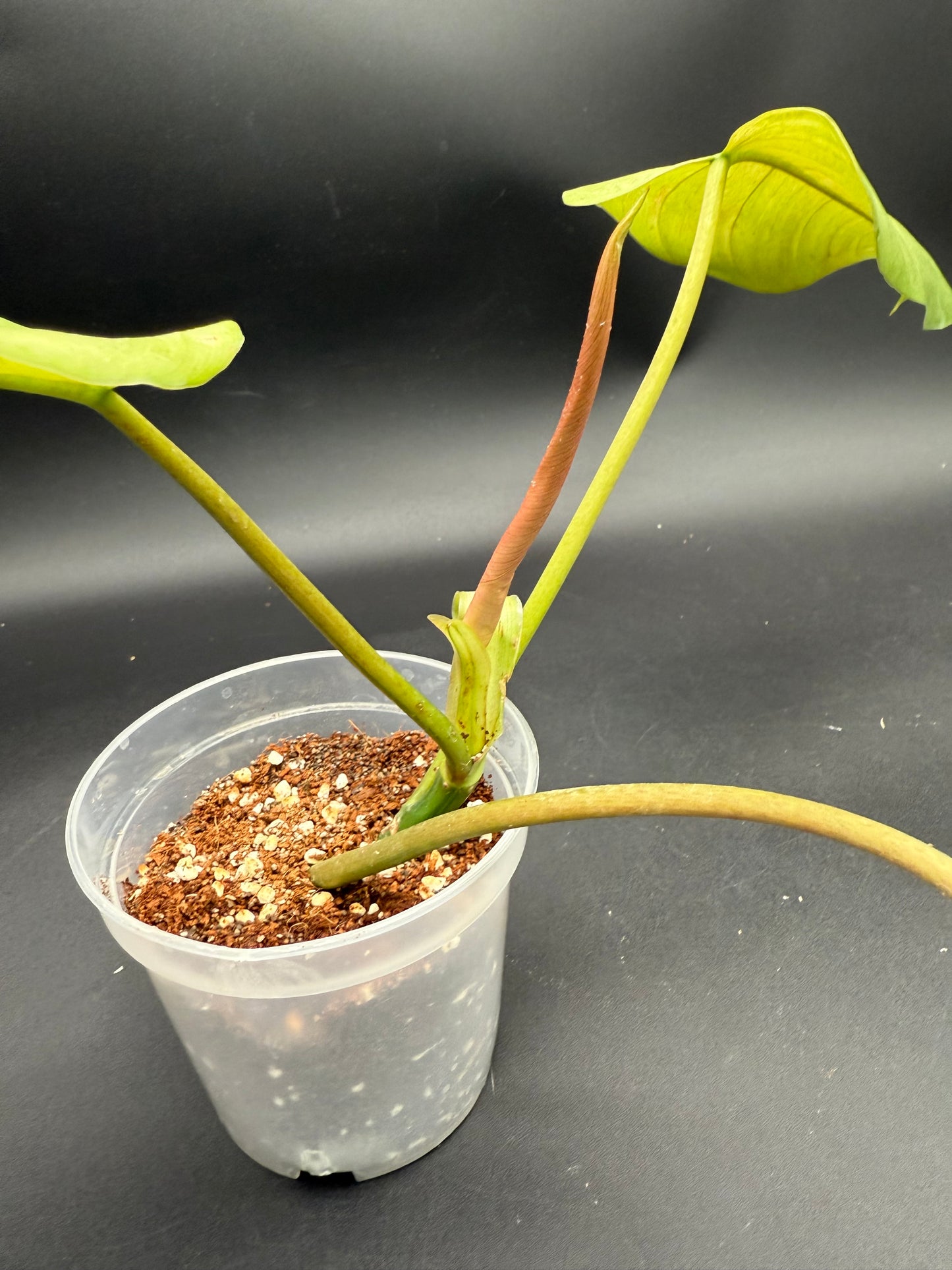 Philodendron Whipple Way Mint