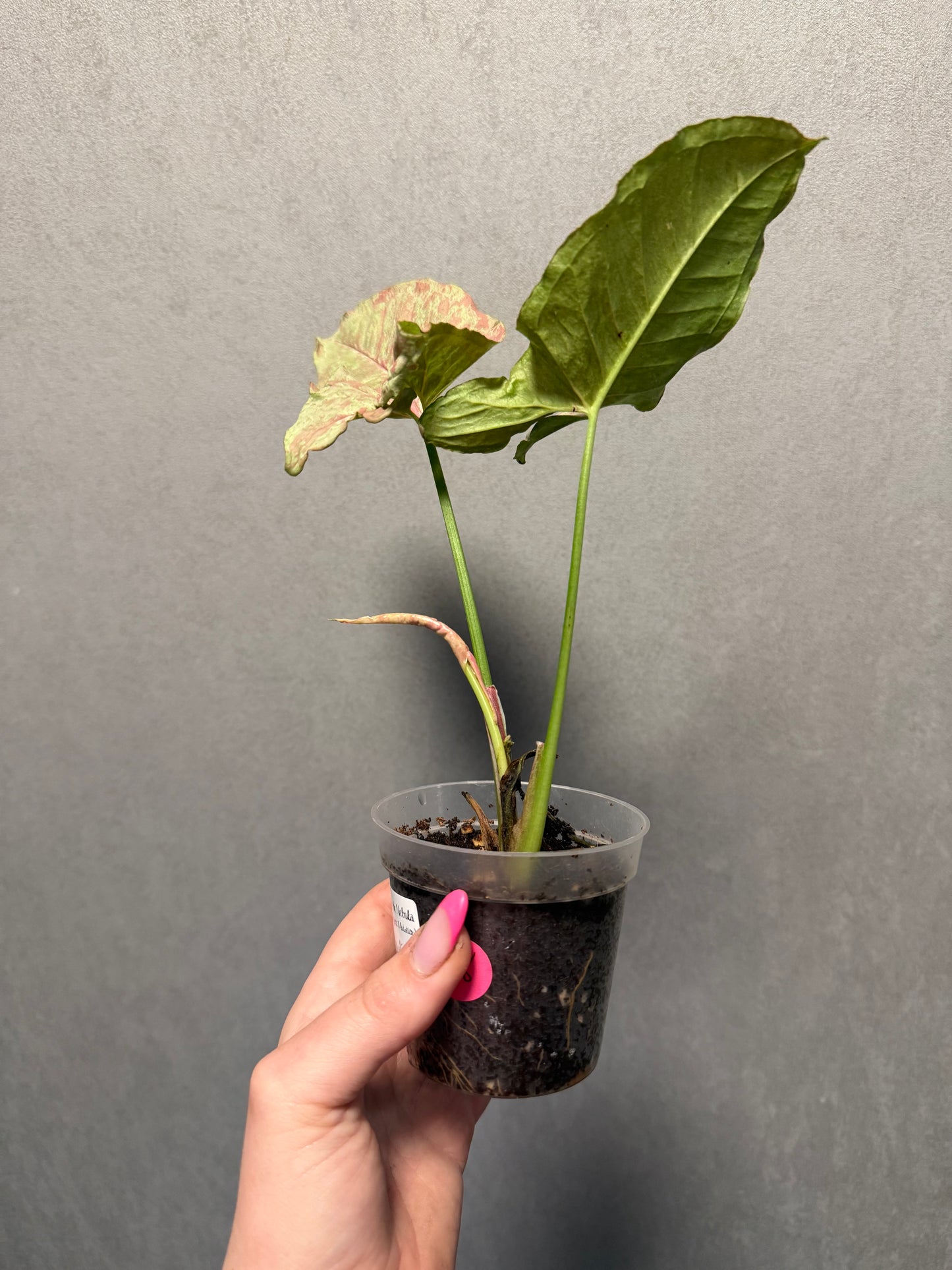 Monstera Mint ‘White Monster’