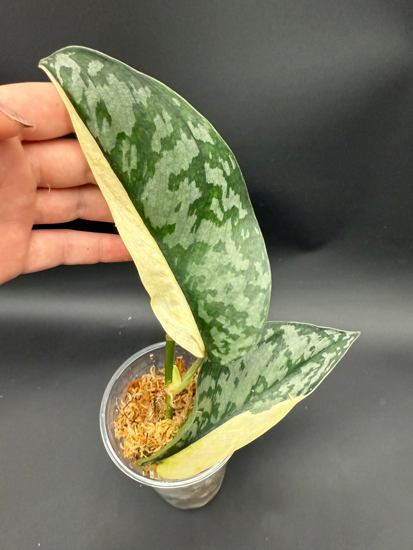 Scindapsus Lakambini