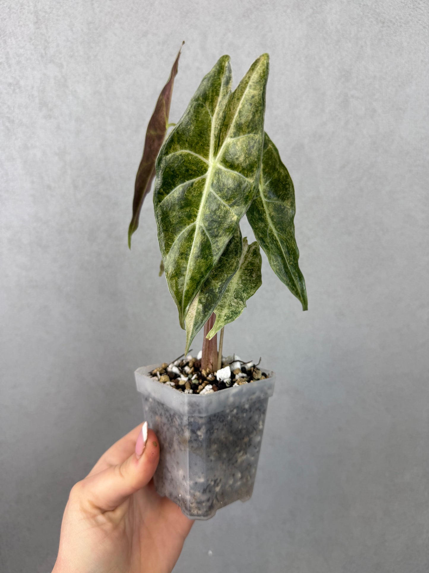 Alocasia Black Satun Stardust