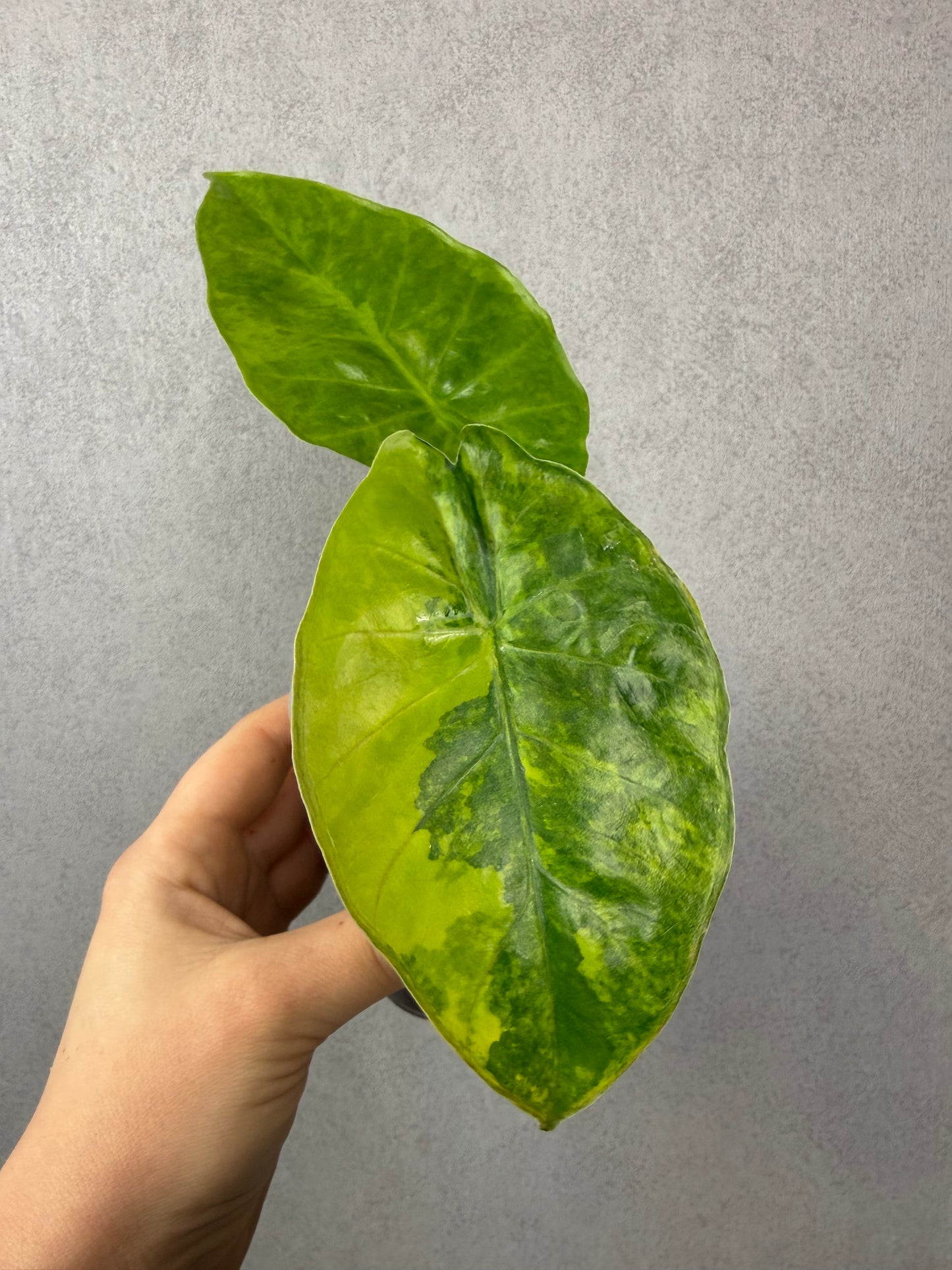 Alocasia Calidora x Infernalis Aurea