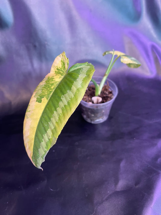 schismatoglottis wallichii variegated