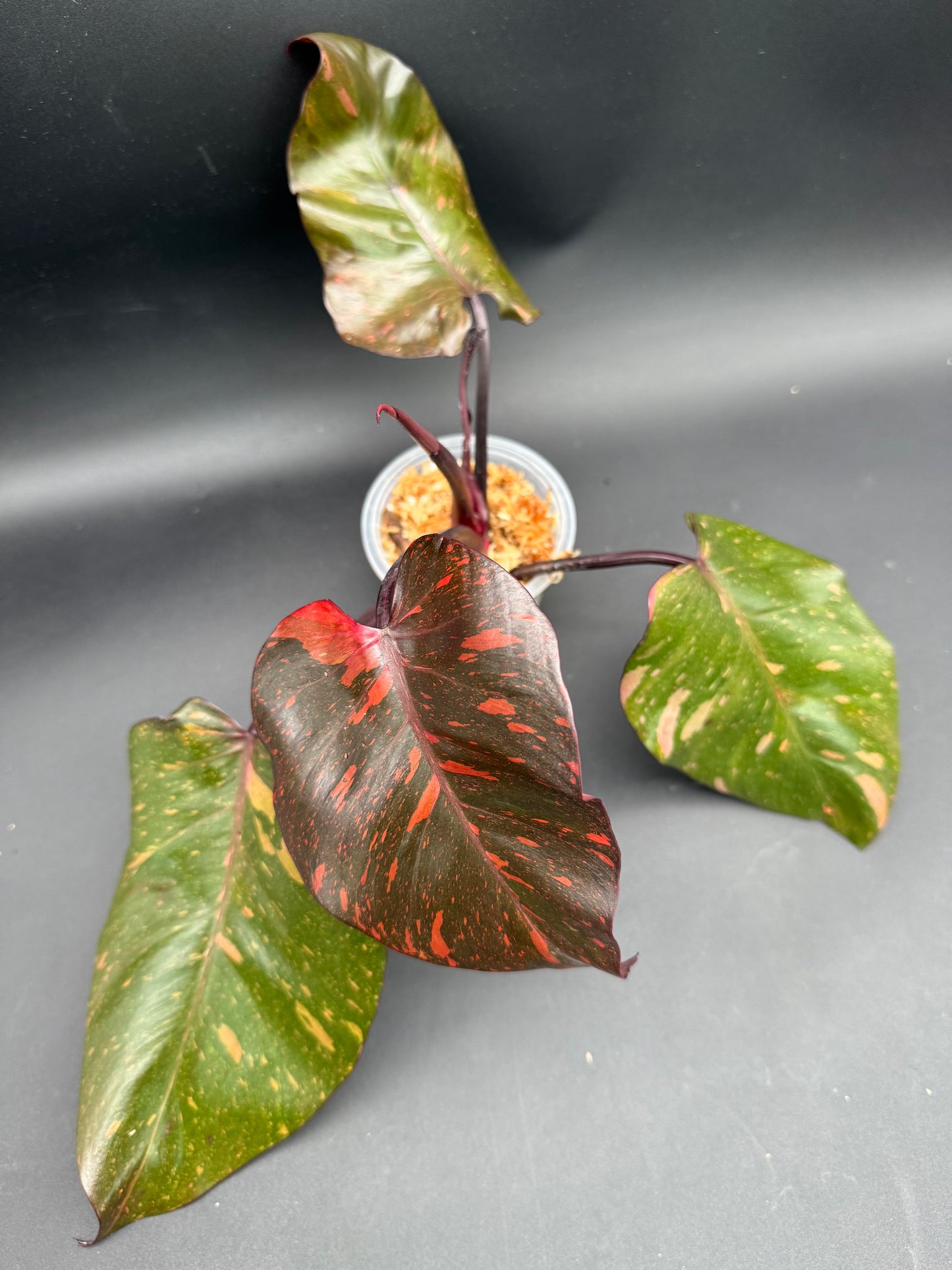 Philodendron Orange Princess Marble Galaxy