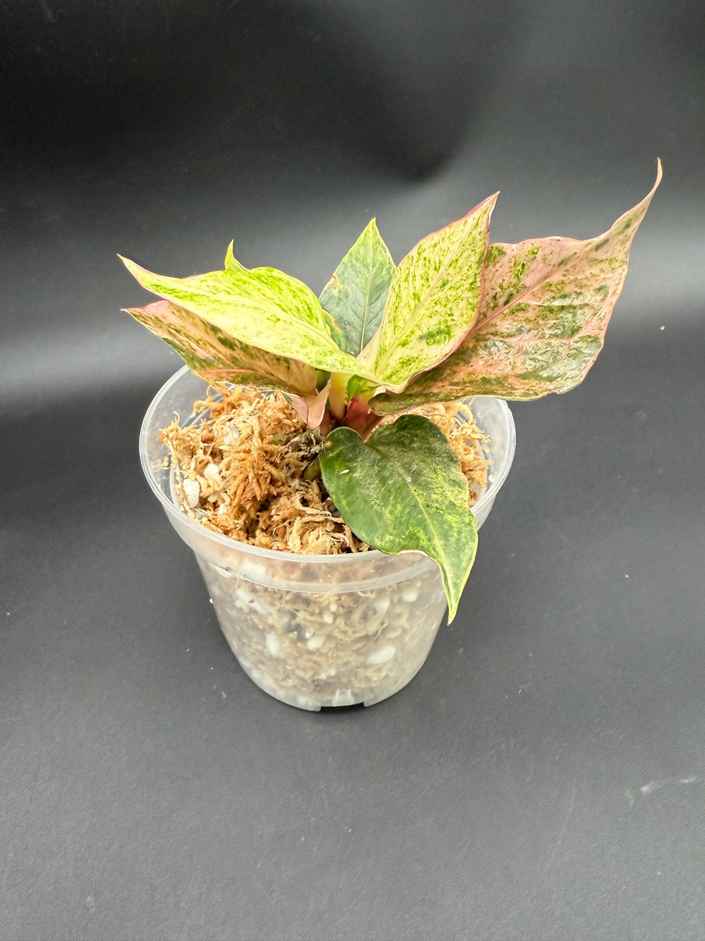 Anthurium Renaissance Variegated Pink