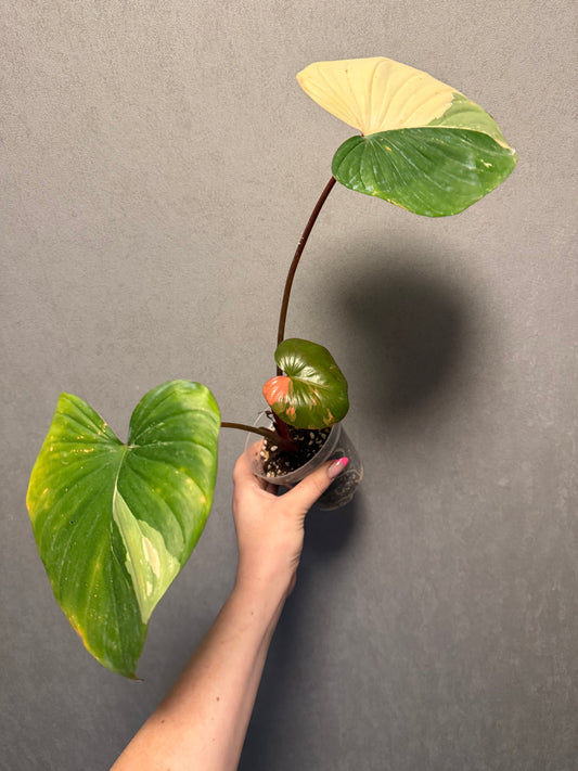 Homalomena Rubecens Pink