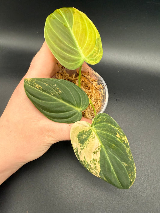 Philodendron Melanochrysum Orange