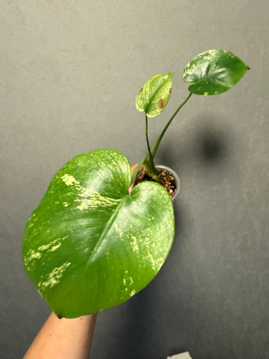 Monstera Mint ‘White Monster’
