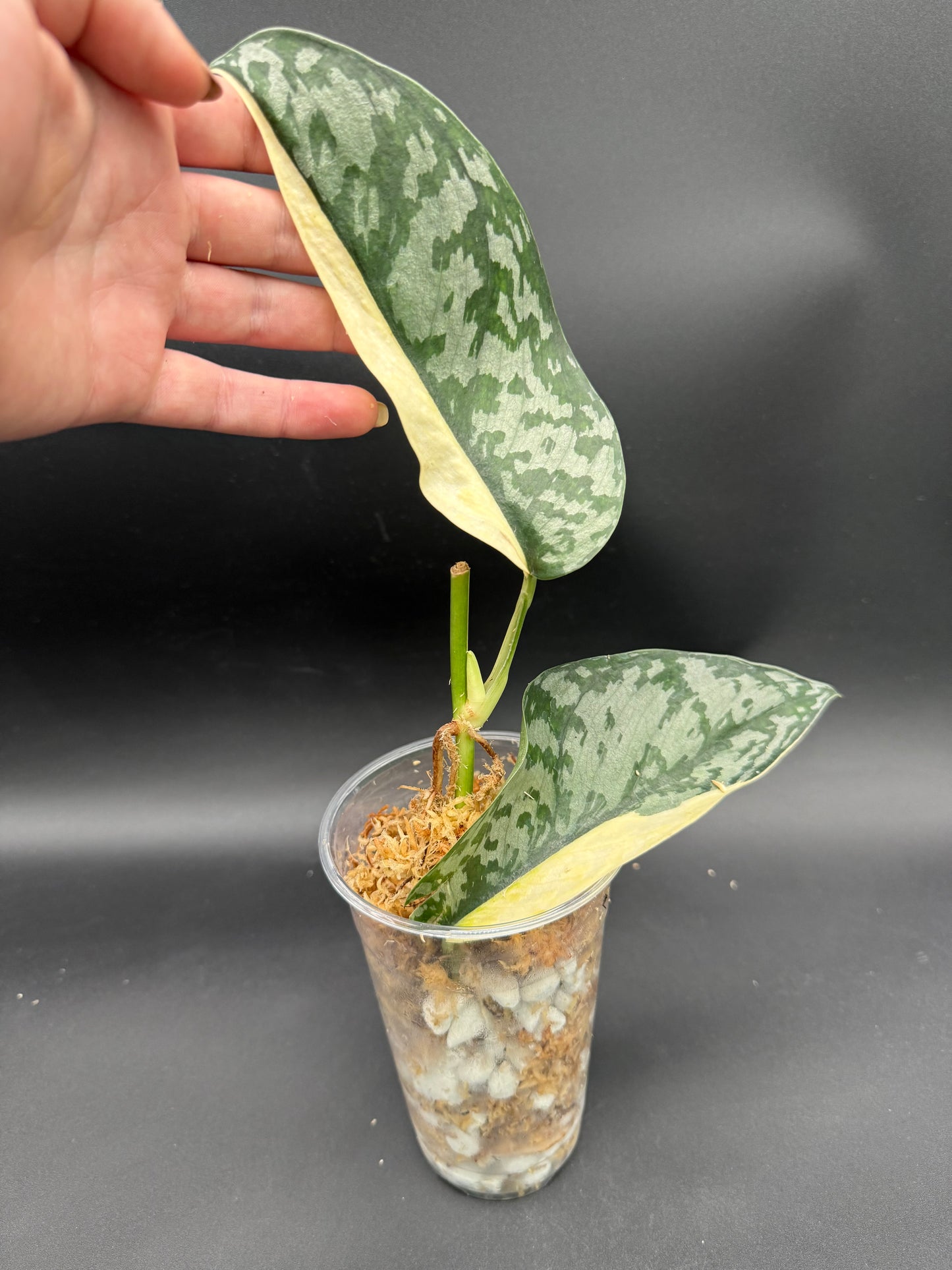 Scindapsus Lakambini