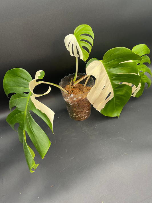 Monstera Albo