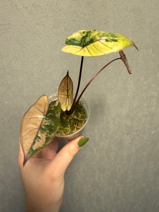 Reserved- Alocasia Plumbae Nigra Pink