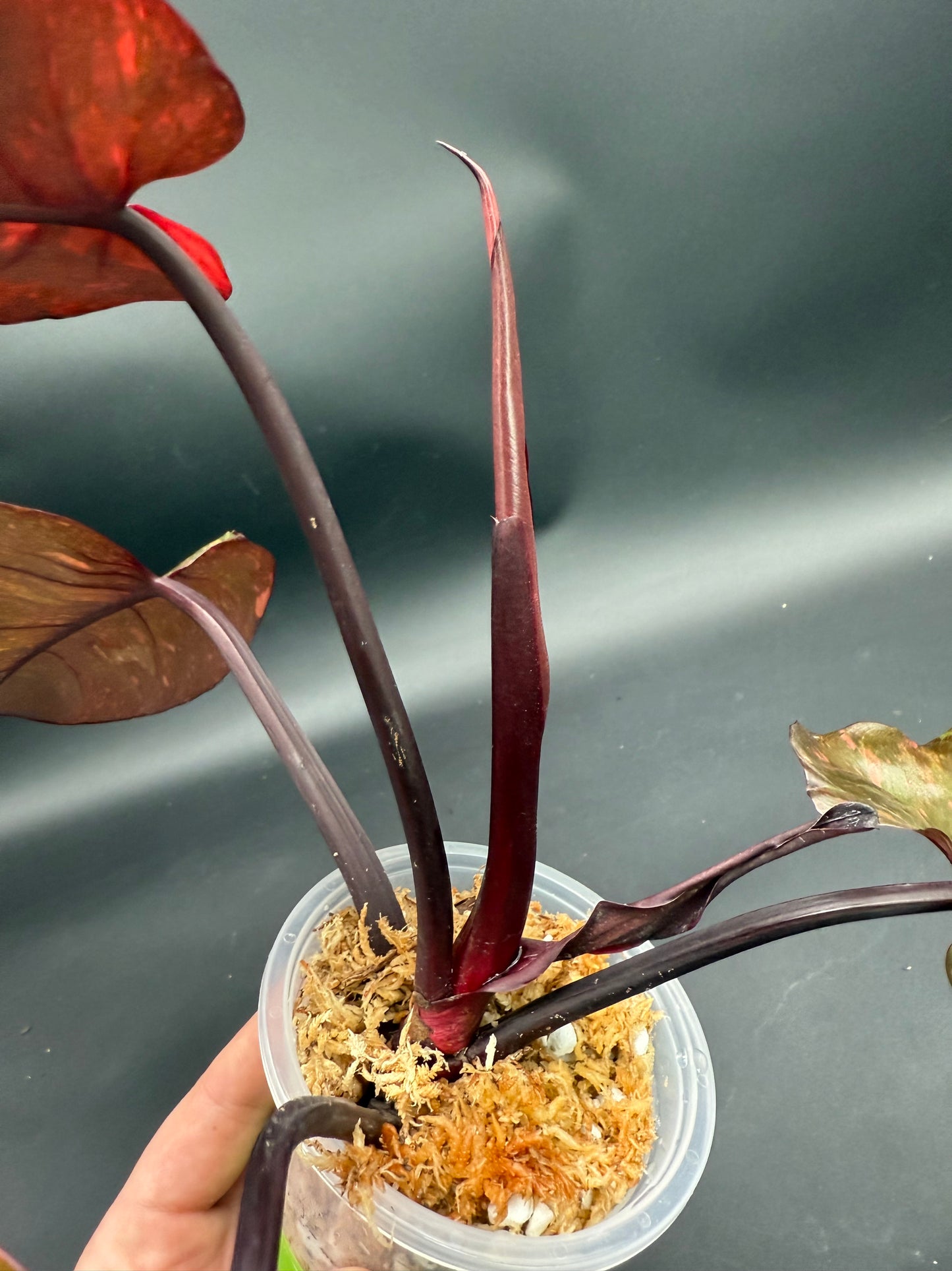Philodendron Orange Princess Marble Galaxy