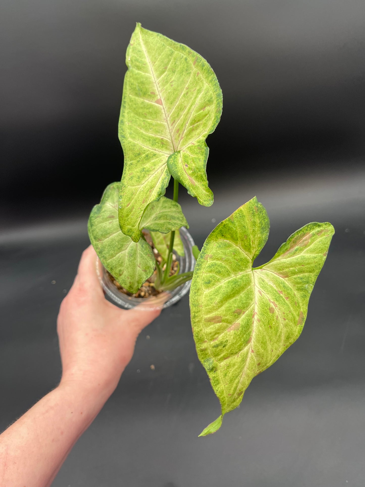 Syngonium Milk Confetti Tricolor