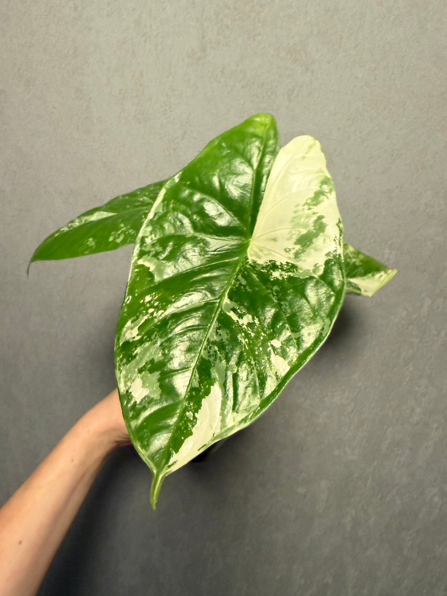 Alocasia Fornicata Albo