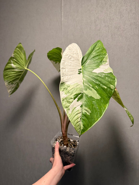Alocasia Fornicata Albo *CORM ONLY*