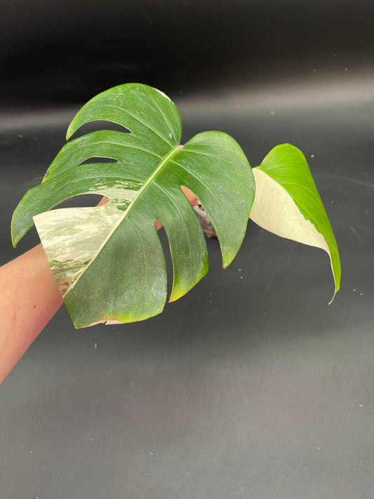 Monstera Albo