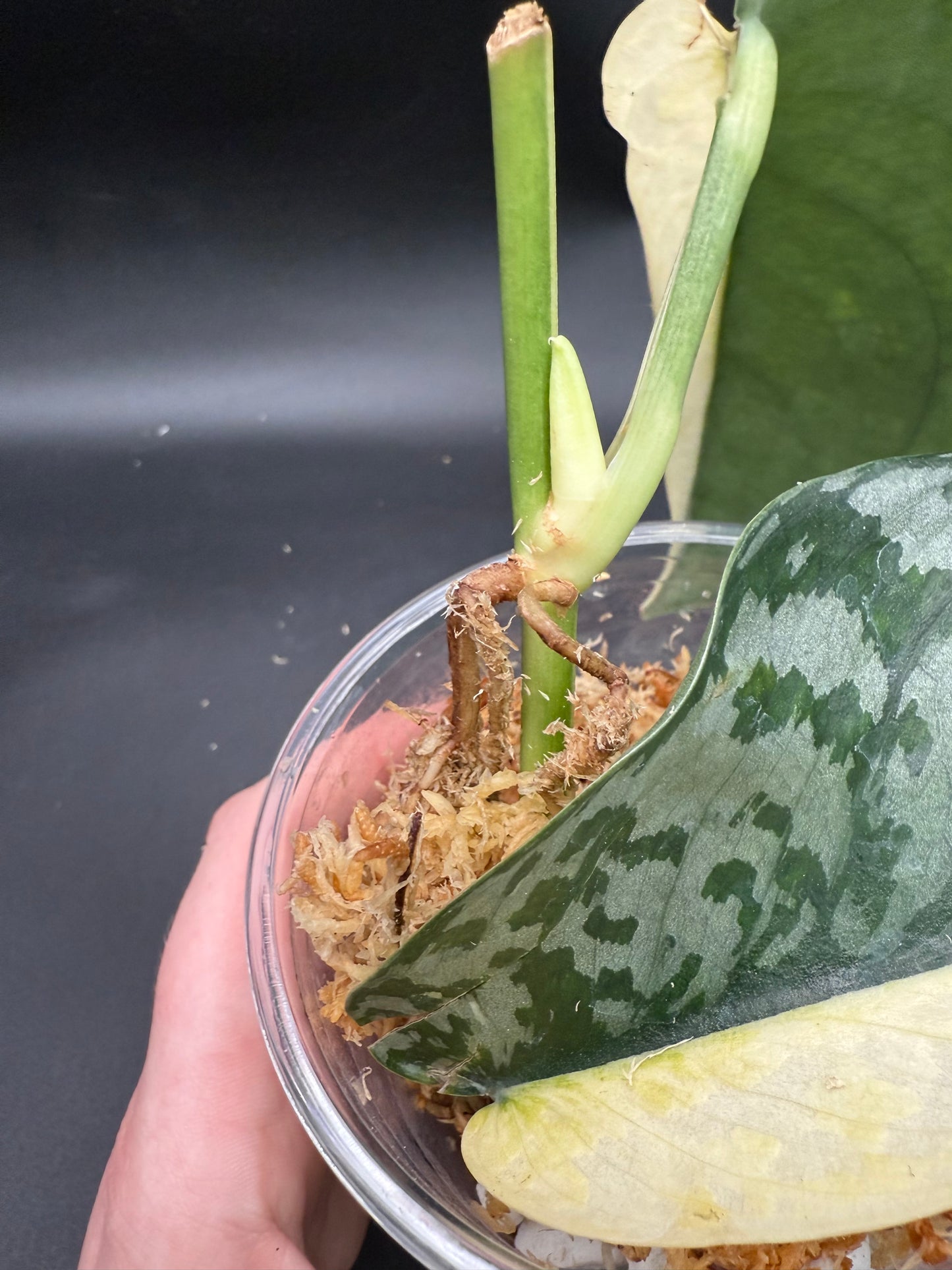 Scindapsus Lakambini