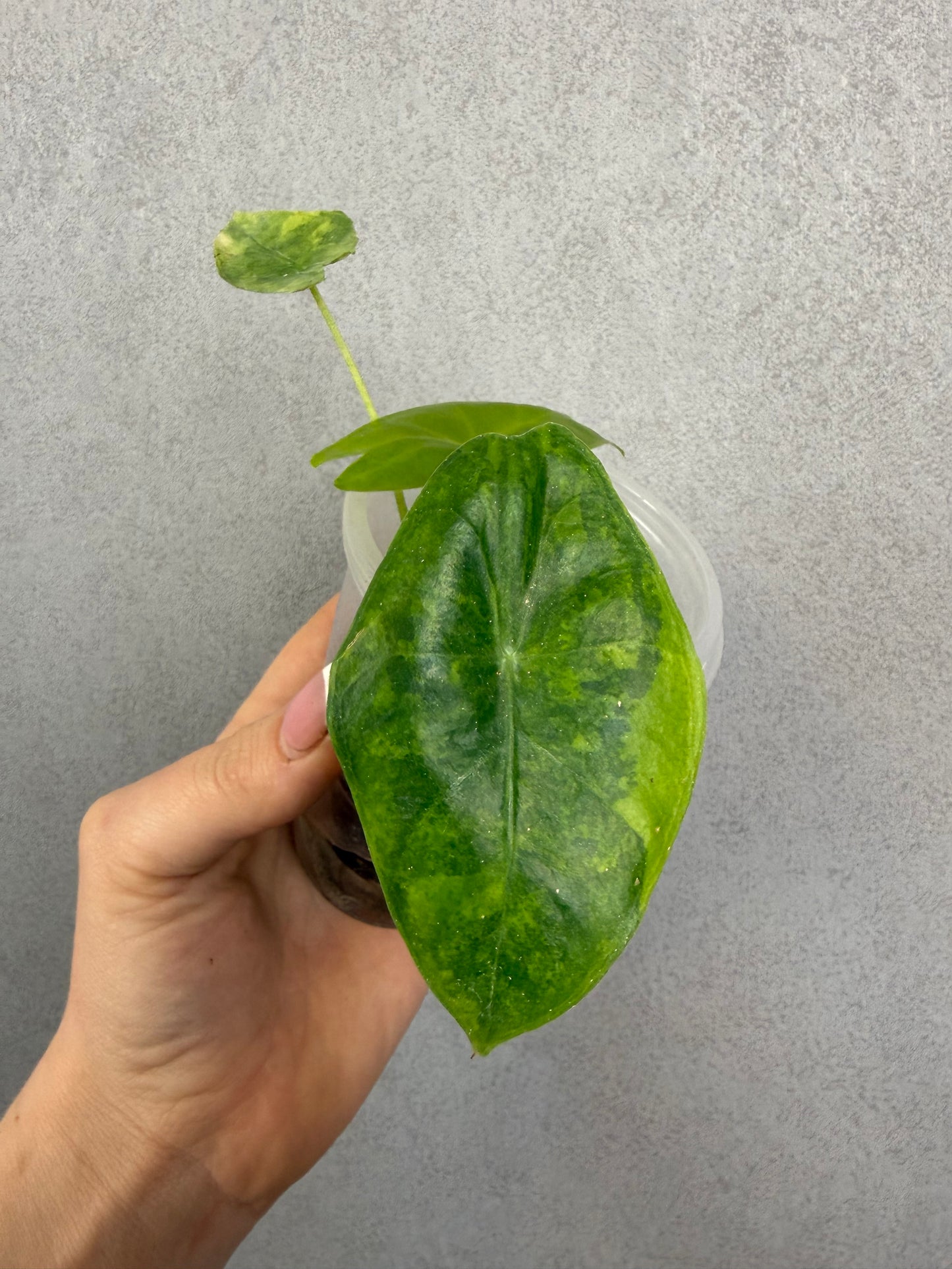 Alocasia HB (Longiloba x Pink Dragon Aurea)