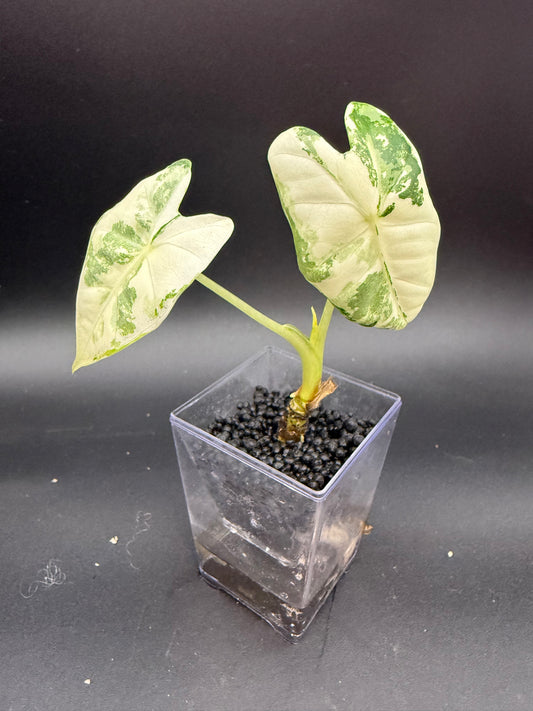 Alocasia Variegated Frydek *Growers Choice*