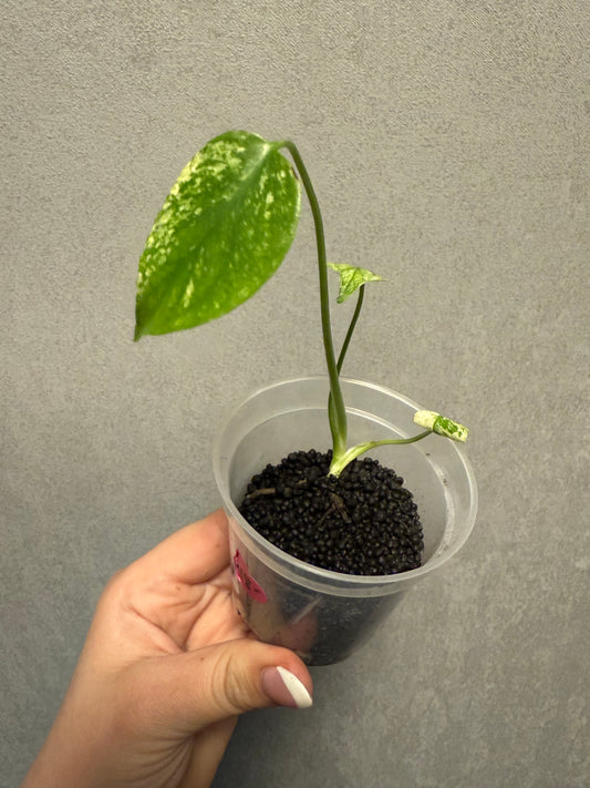Monstera Mint “White Monster” Large Form