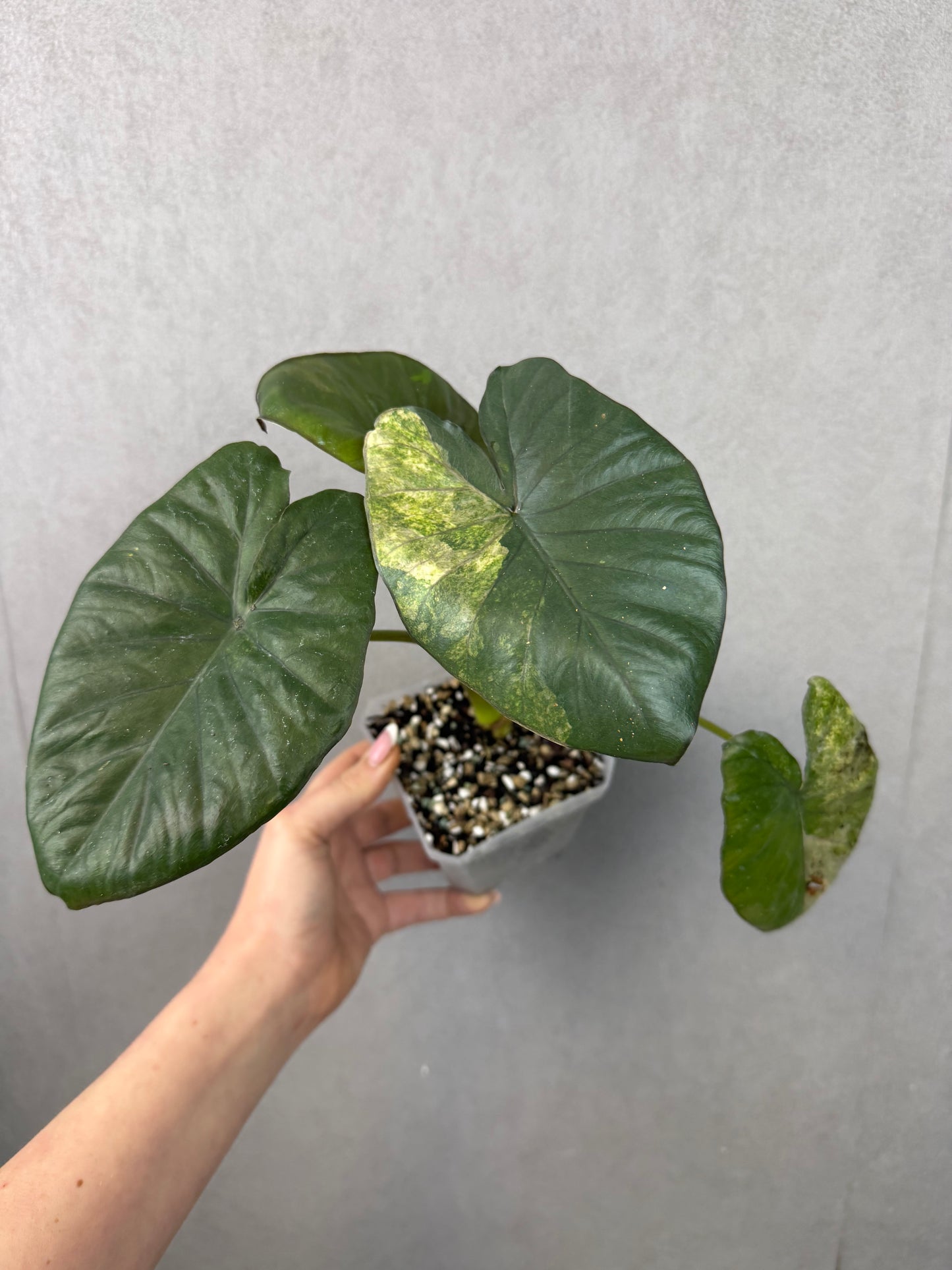 Alocasia Serendipity Gold (Tricolor)