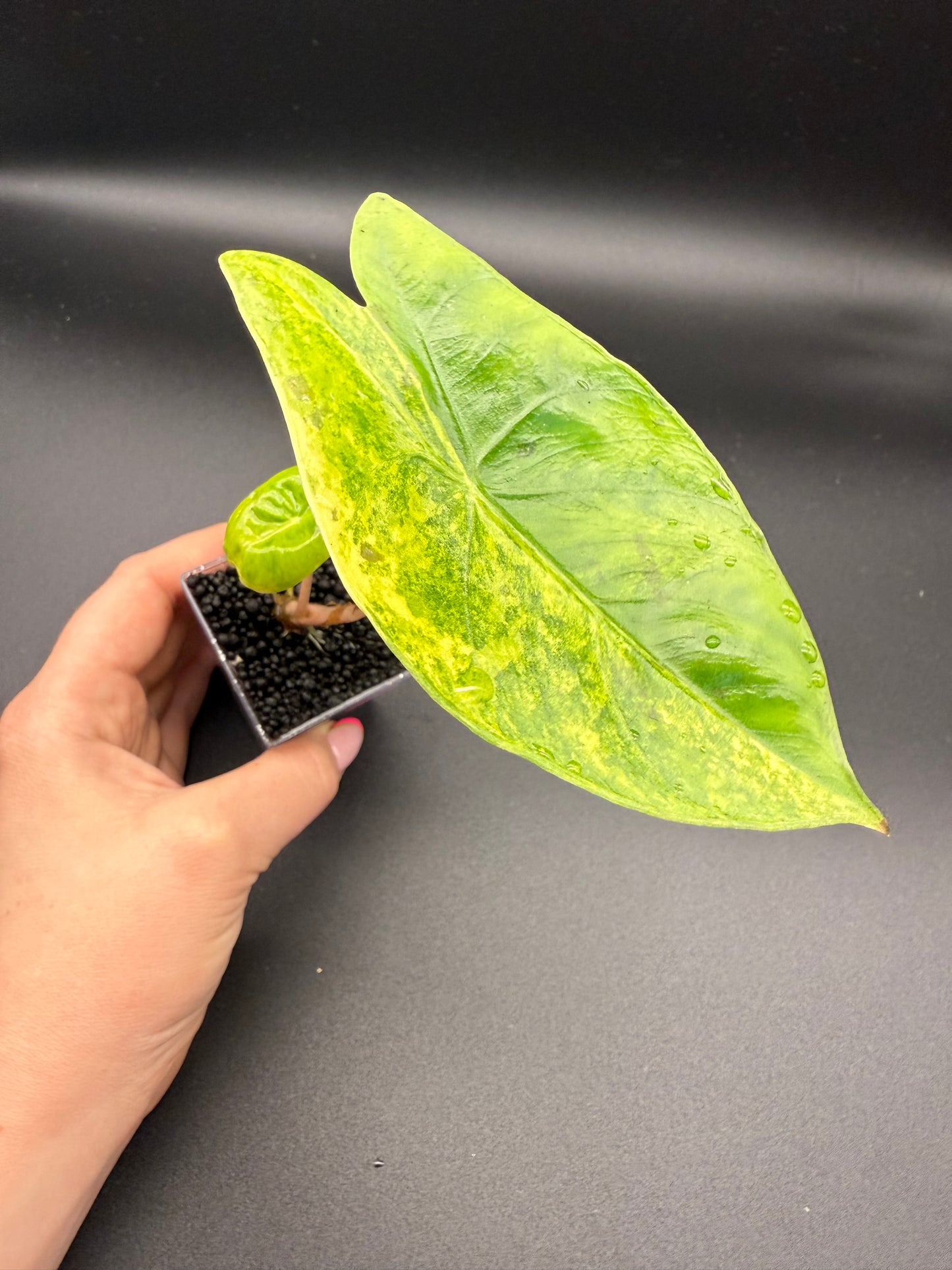 Alocasia Pink Dragon Aurea
