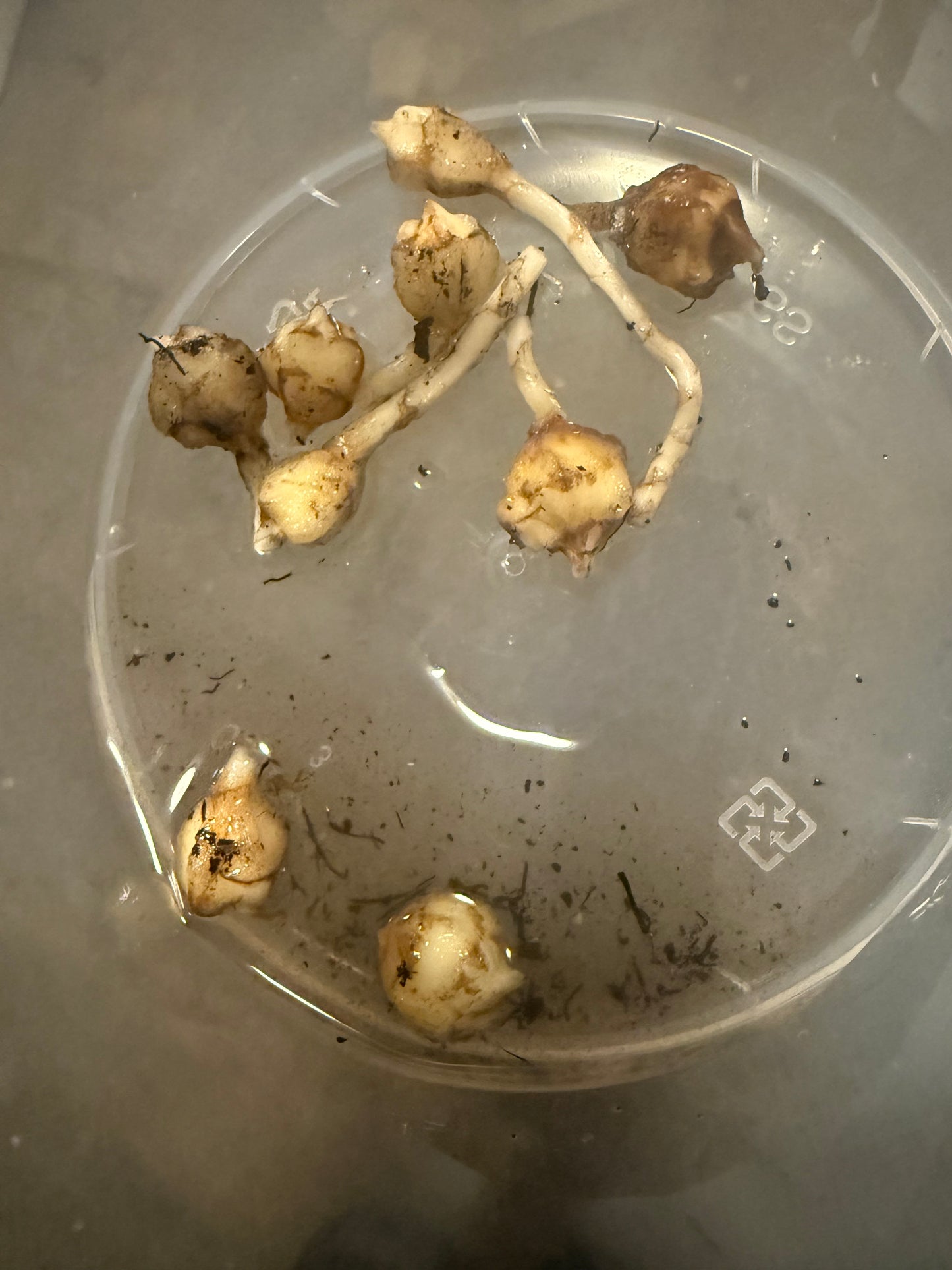 Alocasia Fornicata Albo *CORM ONLY*