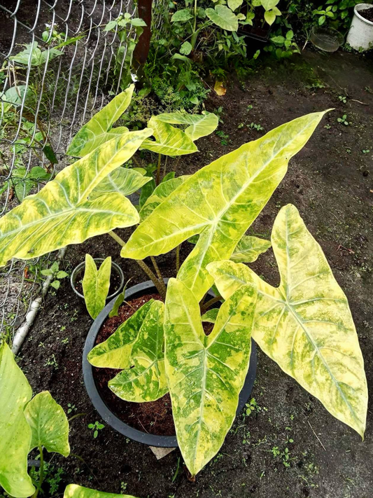 Alocasia Longiloba Super Yellow Corm