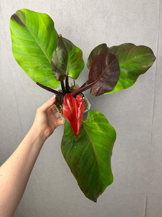 Philodendron Yellow Flame