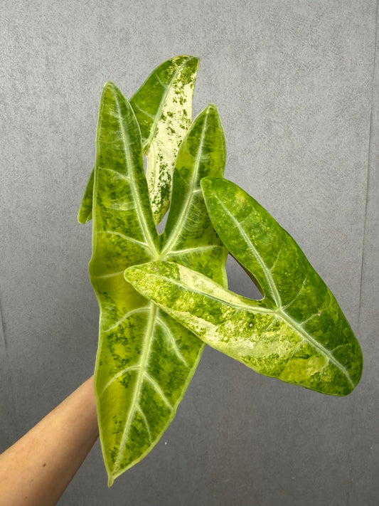 Alocasia Longiloba Lucifer Aurea