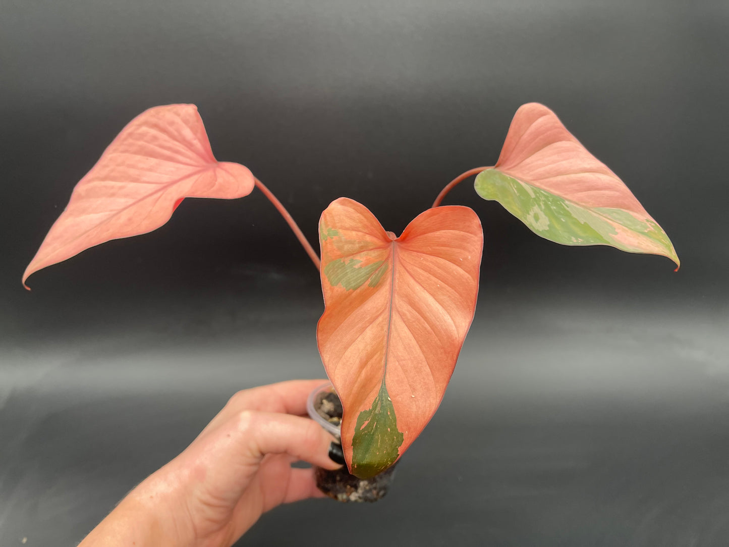 Homalomena Pink Diamond