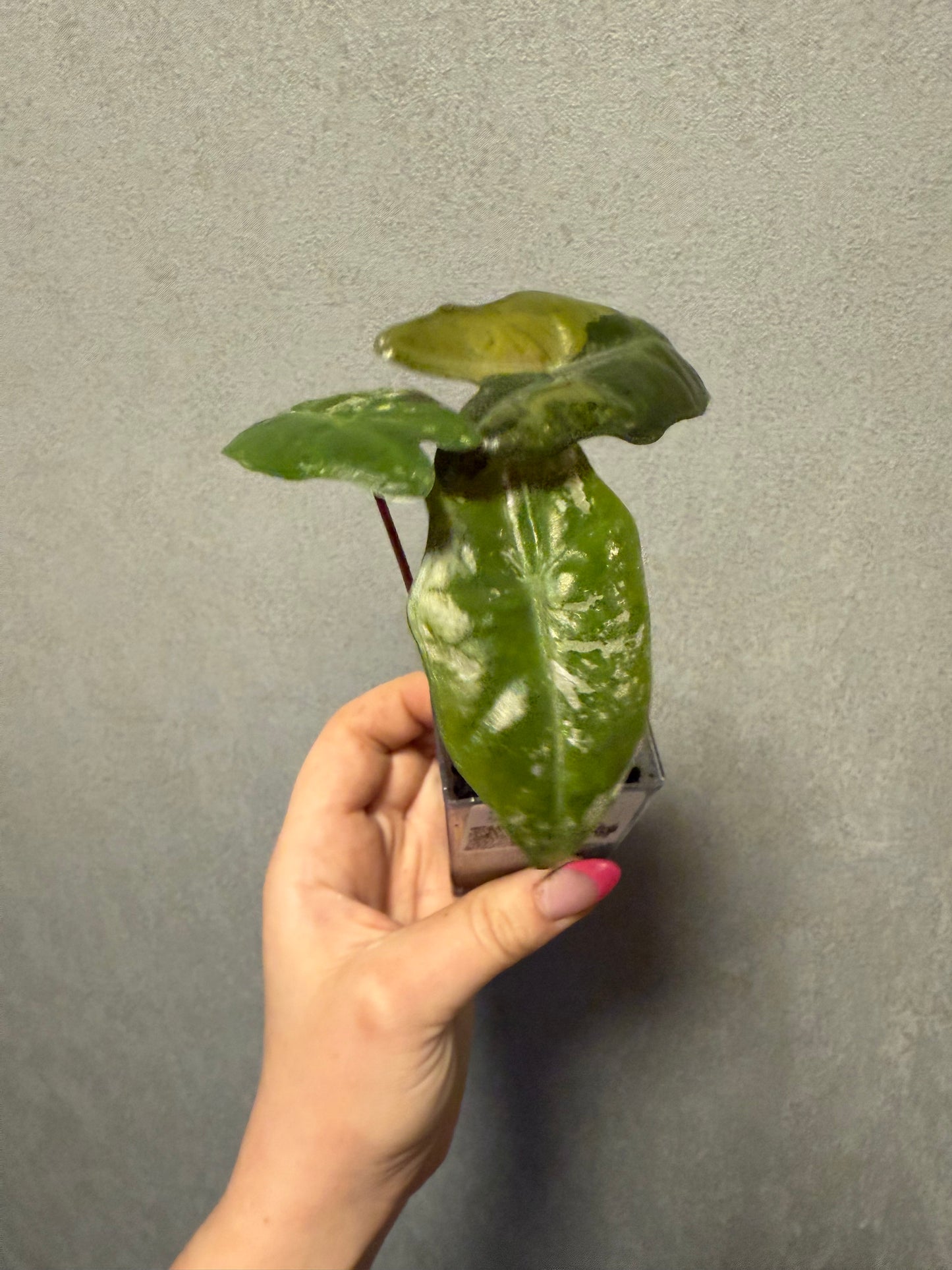 Monstera Mint ‘White Monster’