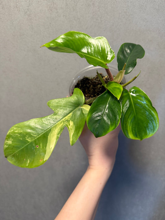 Philodendron Squamiferium Variegated
