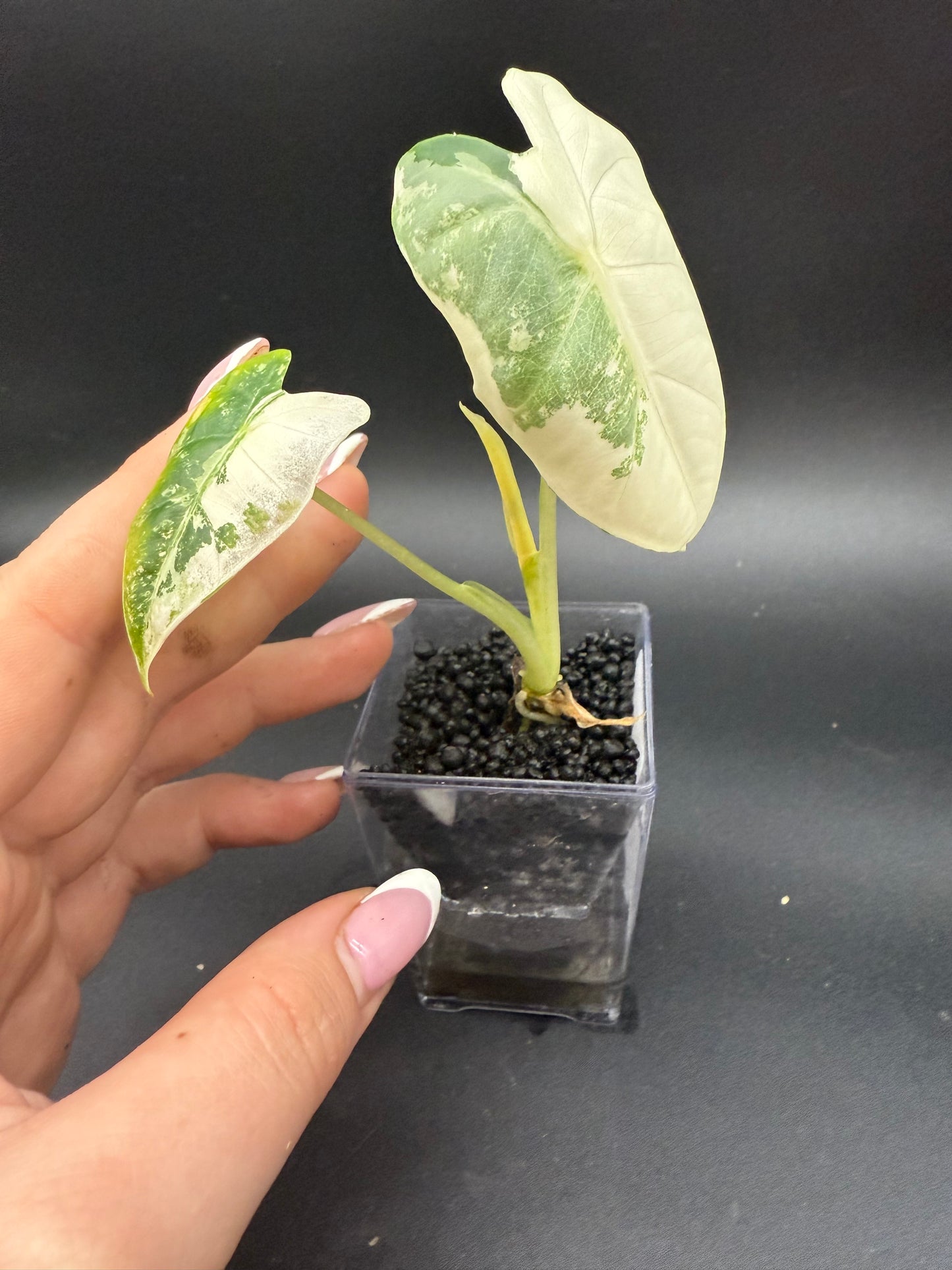 Alocasia Variegated Frydek *Growers Choice*