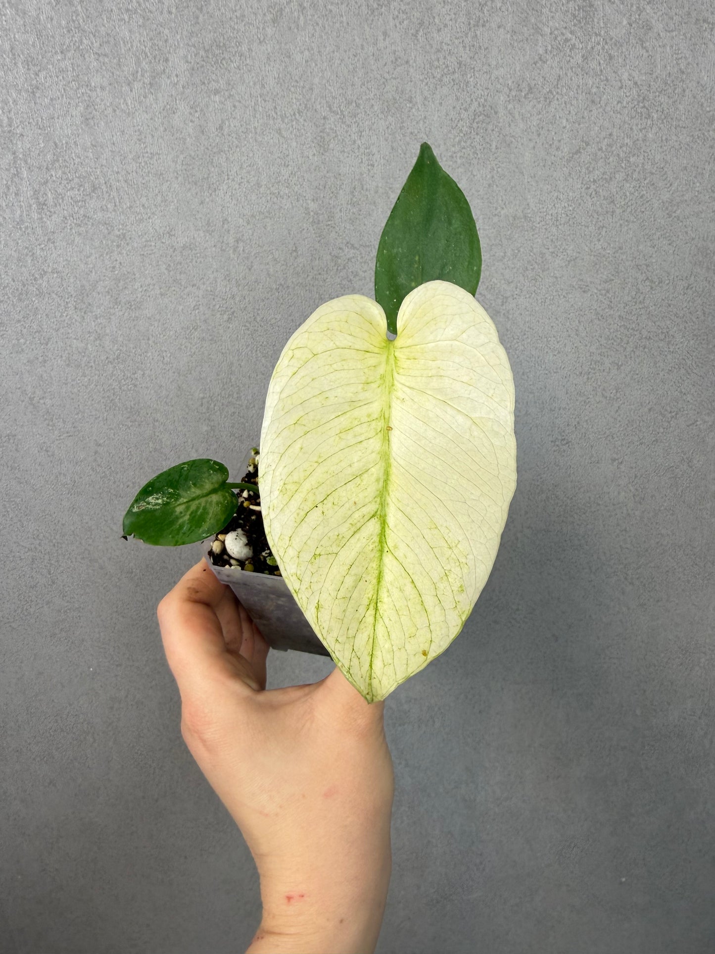 Monstera Mint ‘White Monster’