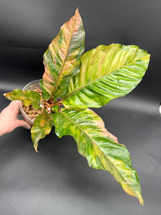Anthurium Renaissance Variegated Pink