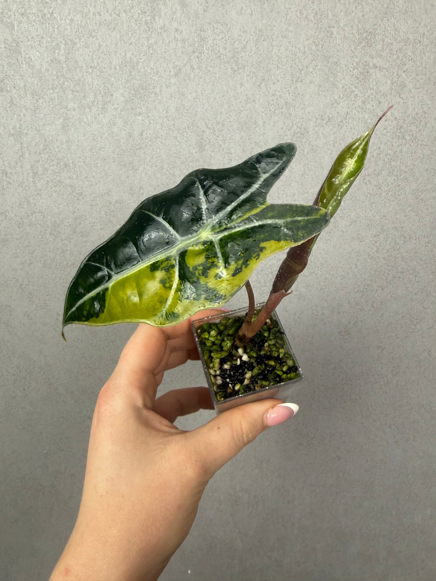 Alocasia Watsoniana x Polly Aurea